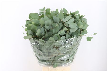 Euca Populus 200gr P Bunch
