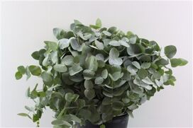 Euca Cinerea 55 Cm P Stem