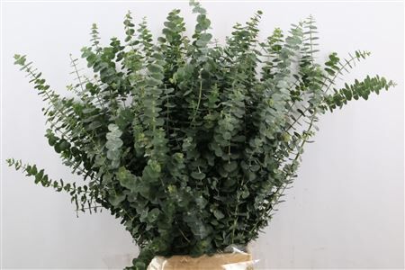 Euca Baby Blue 250gr P Bunch