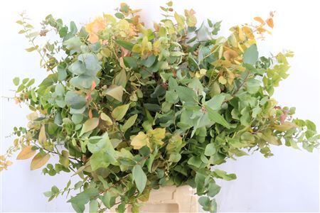 Euca Stuartiana Autumn P Bunch