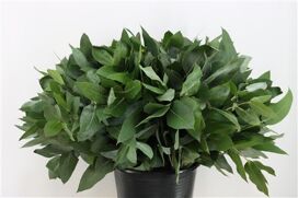 Euca Robusta 55 Cm Per Tak