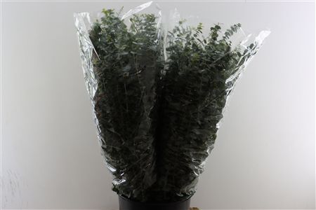 Euca Baby Blue 200gr P Bunch