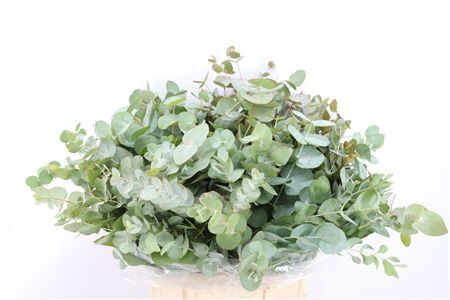 Euca Cinerea Short 150gr P Bunch