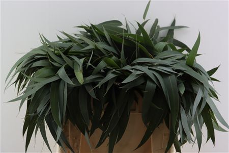 Euca Dominichina 55 Cm Per Tak