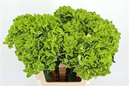 Hydr M Clover 65cm