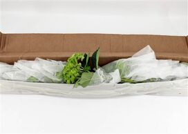 Hydr M Clover In Box X12