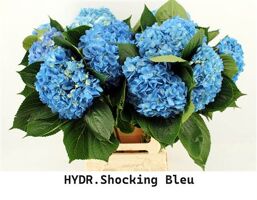 Hydr M Shocking Blue 65cm