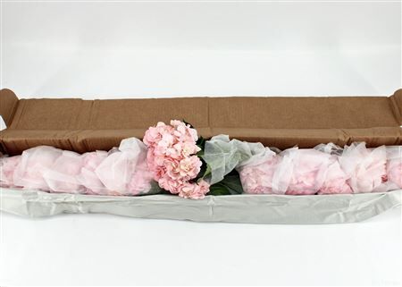 Hydr M Pink Absorbed 65cm X12