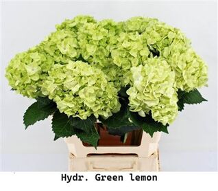 Hydr M Green Lemon 65cm