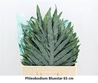 Phlebodium Blue Star Super