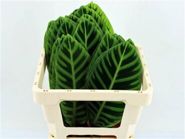 Calathea Zebrina 52cm