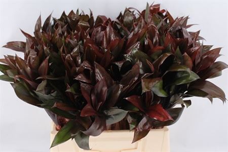 Cordyline Purple Compactum 42cm
