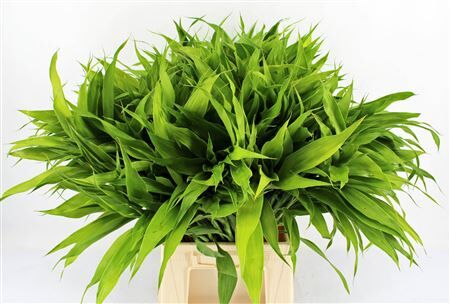 Drac Sand Lemon 62cm