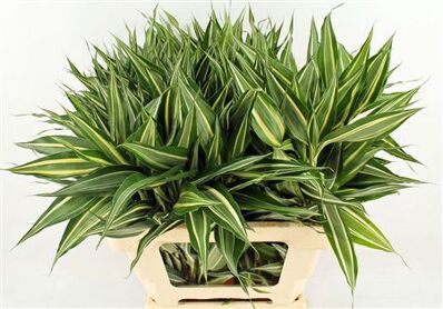 Drac Sand White 82cm