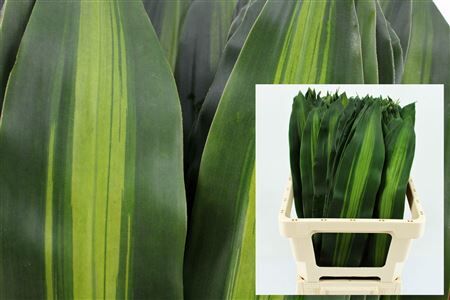 Drac Massangeana Bont 62cm