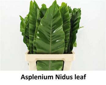 Asplenium Nidus 62cm