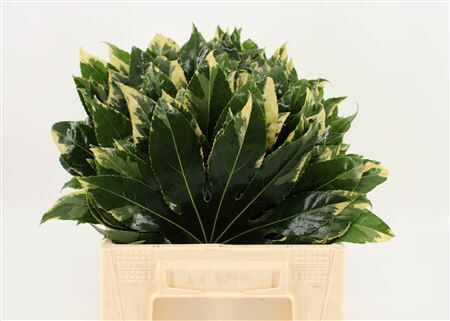 Aralia Variegata 40cm