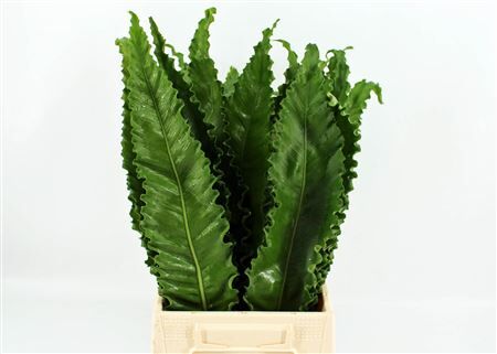 Asplenium Osaka 60cm