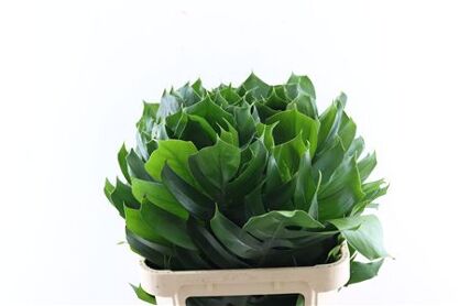 Monstera Epipremnum Leaf