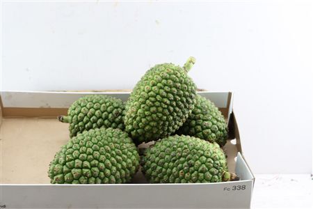 Sier Pandanus Fruit Medium