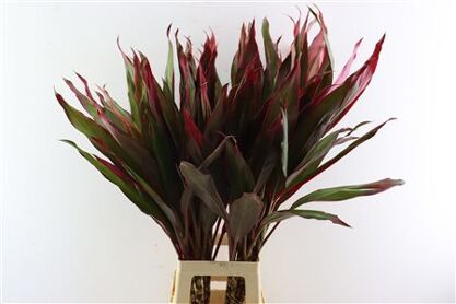 Cordyline Pink Sisters