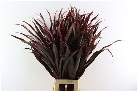 Cordyline Pluma De Indio