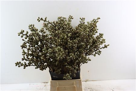Euca Torriliana 60cm P St