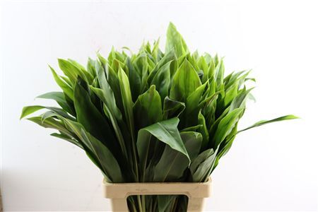 Cordyline Striped Top 72cm