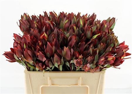 Leucad Senorita Spray 50cm
