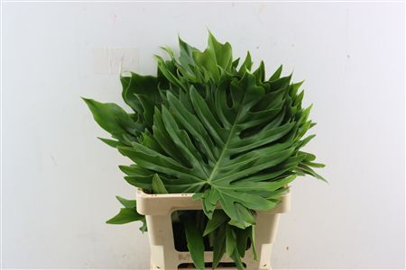 Philodendron Selloum Large