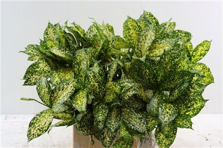 Drac Surculosa Florida Beauty