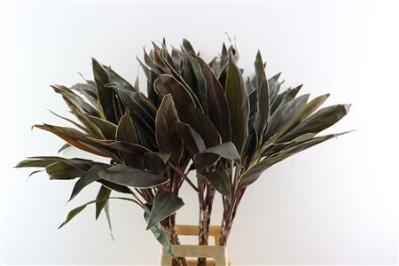 Cordyline Frut Cappucino Top 102cm