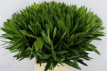 Pleomele Reflexa Green Top