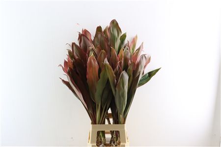 Cordyline Terminalis Black Large