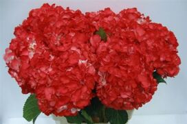 Hydr M Therese Red Tinted