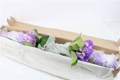 Hydr M Lavender Tinted X12