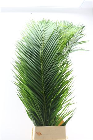 Cane Palm Extra