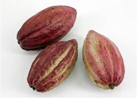 Sier Theobroma Cacao Red