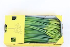 Narcis Dutch Master X25