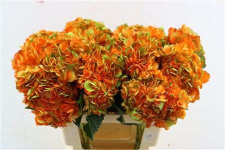 Hydr M Amethyst Orange Tinted