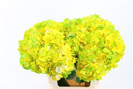 Hydr M Amethyst Yellow Tinted