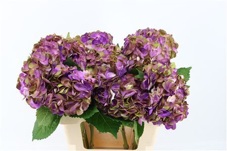 Hydr M Amethyst Dark Purple Tinted
