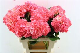 Hydr M Dark Rosa Tinted