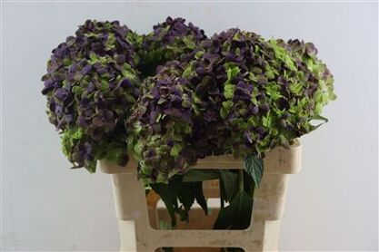 Hydr M Emerald Dark Purple Tinted