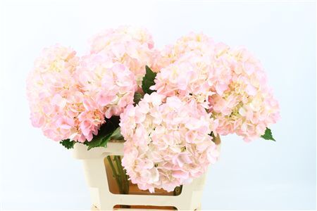 Hydr M Light Baby Pink Tinted