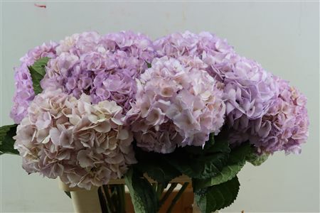 Hydr M Light Purple Tinted