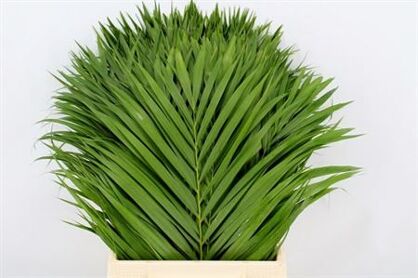 Chrysalidocarpus Lutescens