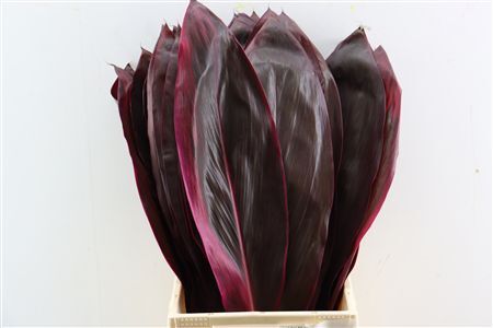 Cordyline Big Red