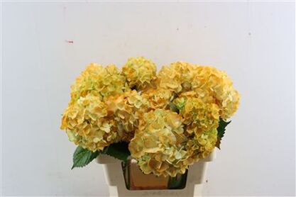 Hydr M Lemoncello Green Tinted Orange