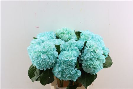 Hydr M Light Blue Tinted